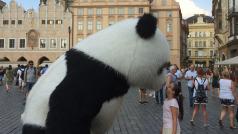 Medvěd na staroměstském náměstí