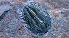 Trilobiti se jako první zvířata dokázala stočit do kuličky, aby se ochránila. Ostatní už to jen kopírují, přibližuje paleontolog Lukáš Laibl