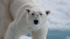 Lední medvěd zaútočil v sobotu na Špicberkách na zaměstnance výletní lodi (ilustrační foto)