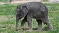 Indisk babyelefant Kvinnelig indisk elefant født 27. mars 2020