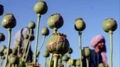 V roce 2022 afghánští zemědělci pěstovali podle údajů UNODC mák na opium na 2330 kilometrů čtverečních polí