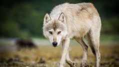 Počet vlků obecných v Česku roste