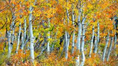 Stromy osiky by mohly pomoct českým lesům s adaptací na klimatickou změnu
