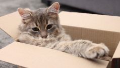 Kočka nepozorovaně skočila do velkého balíku, který pak její majitelé zapečetili a odeslali do stovky kilometrů vzdáleného státu (ilustrační foto)