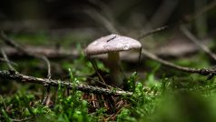 houba, ilustrační foto