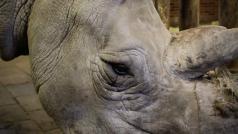 Zároveň zoo získala z Francie na podporu chovu samici jižního bílého nosorožce. Zvíře rozšíří stávající tříčlennou skupinu dvorských jižních bílých nosorožců.