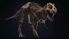 Jedna z největších a nejúplnějších koster Tyrannosaura rexe na světě se prodala při úterní dražbě zorganizované londýnskou aukční síní Christie&#039;s v New Yorku za 31,8 milionu dolarů (asi 733 milionů Kč)