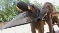 Zvířata v zoologických zahradách si v tropických dnech zaslouží osvěžení