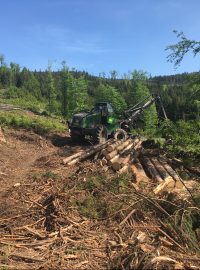 Lesníci sbírají pokácené dřevo v lese