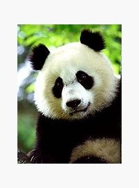Panda velká