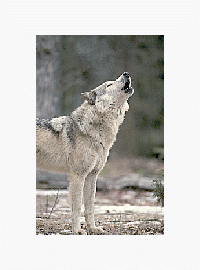 Vlk šedý v Yellowstonském národním parku