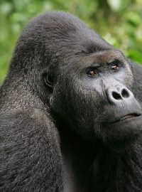 Gorila východní - stříbrohřbetý samec