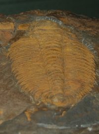 Trilobit Hydrocephalus carens (stáří 510 milionů let)