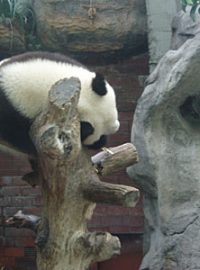 Největší pozornost v ZOO poutá pavilon pandy velké