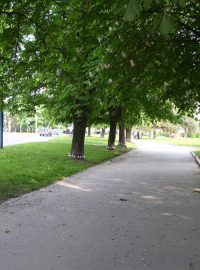 Ošetřené stromořadí v Prešově