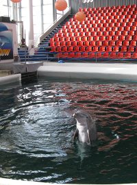 delfín ve Varně