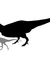 Dilong, Xiongguanlong a T. rex - tři tyranosauři seřazení podle velikosti od nejmenšího k největšímu