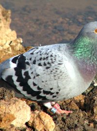 Holub domácí (Columba livia f. domestica)