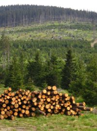 Šumava - les poškozený kůrovcem a paseky po následné těžbě
