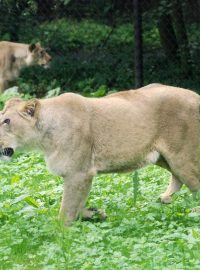 Lvi indičtí v Zoo Dvůr Králové