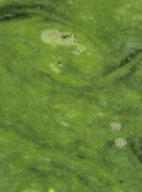 Sinice (Cyanobacteria)