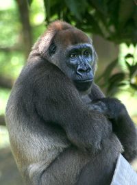 Gorila nigerijská Nyango, Limbe Wildlife Centre