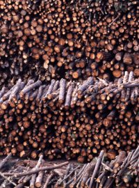 Likvidace dřevěného odpadu v továrně na biomasu (Mangualde, Portugalsko)