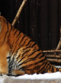 Tygr ussurijský ve stáří 1,5 roku