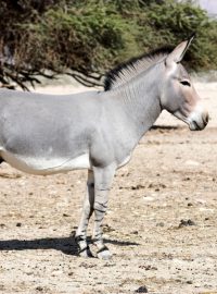 Osel africký (Equus africanus)