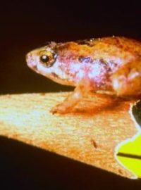 Většina žab rodu Microhyla měří na délku méně než 15 milimetrů
