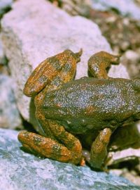 Vědci v pokožce různých druhů žab z celého světa identifikovali více než stovku látek se silným antibiotickým účinkem (na obrázku žába Rana boylii).