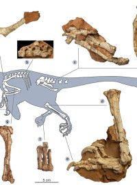 Nalézt první téměř kompletní kostru evropského masožravého dinosaura se podařilo až nyní