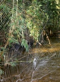 Pavouk Caerostris darwini tká enormně velké sítě