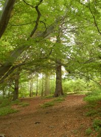 Arboretum se vzácnými buky - ilustrační foto