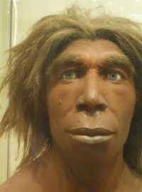 Homo neanderthalensis