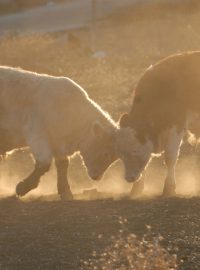 Farmáři svá stáda někdy chrání ilegálním zabíjením šelem a dravců
