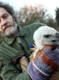 Pracovníci zlínské zoo připravují přesun supa bělohlavého do Bulharska