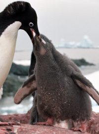 Tučňák kroužkový krmí mládě