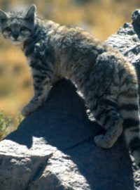 Jihoamerická kočka horská (Leopardus jacobita)