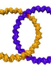 Němečtí vědci vytvořili z molekul DNA strukturu, která vypadá jako dva propojené snubní prsteny