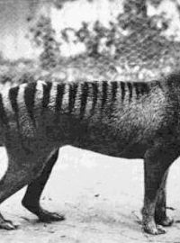 Poslední známý žijící vakovlk (Thylacinus cynocephalus) vyfotografovaný v roce 1933