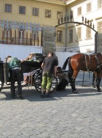 Královský průvod - zapřahání koní