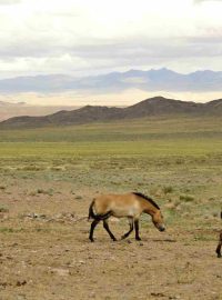 Koně z pražské zoo v mongolské rezervaci Chomyn Tal