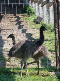 Pštros emu Pernek samoty