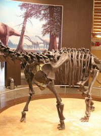 Rekonstrukce sauropoda druhu Camarasaurus