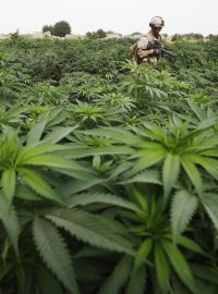 Kanadský voják prochází polem, na kterém v Afghánistánu pěstují marihuanu.