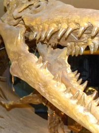 Lebka mosasaura, nejstarší přímé fosilní důkazy o živorodosti zatím pocházely od nich.
