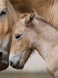 Mládě koně převalského těsně po narození