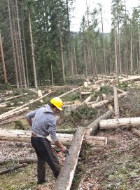 Národní park Šumava, bezzásahová zóna