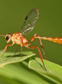 Lumek (Ichneumonidae)